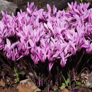 Cyclamen graecum